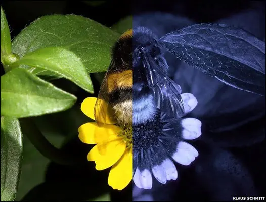 Cómo ven las flores las abejas?