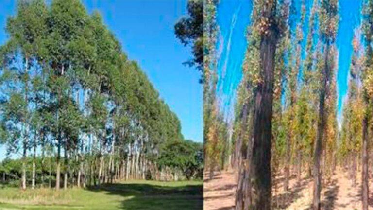 Cortinas rompeviento naturales