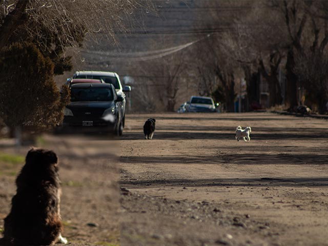 El desafío urgente de los perros sueltos en nuestra comunidad