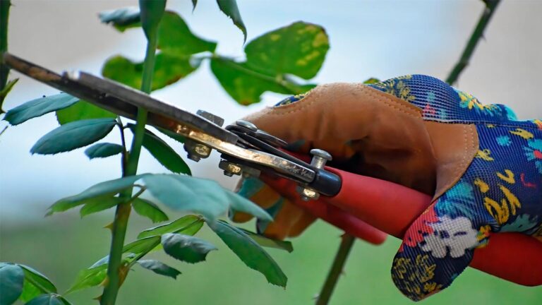 Taller: Manejo Agroecológico de árboles frutales